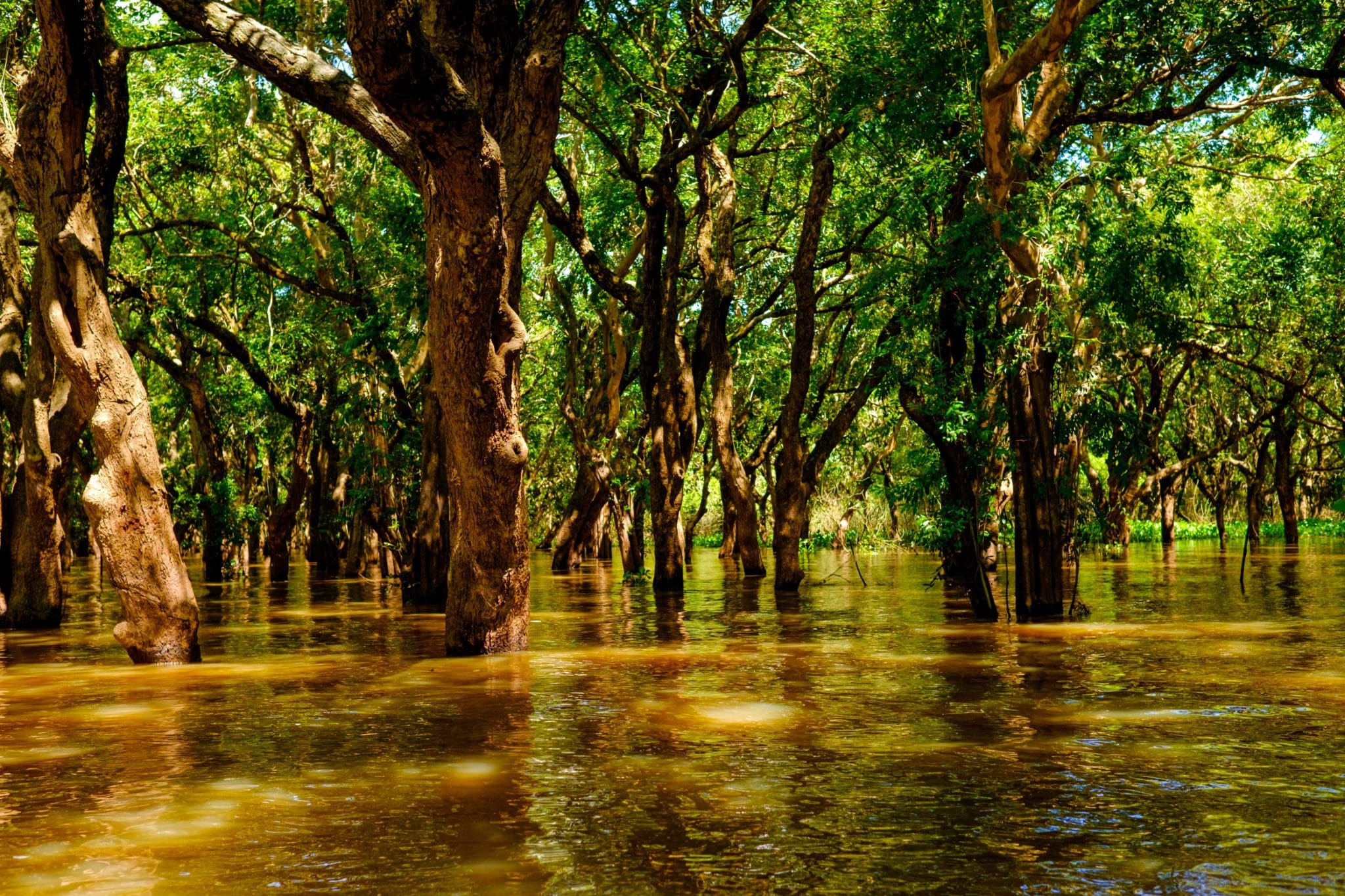 Siem Reap Flooded Forests What You Need To Know The Tonle Sap